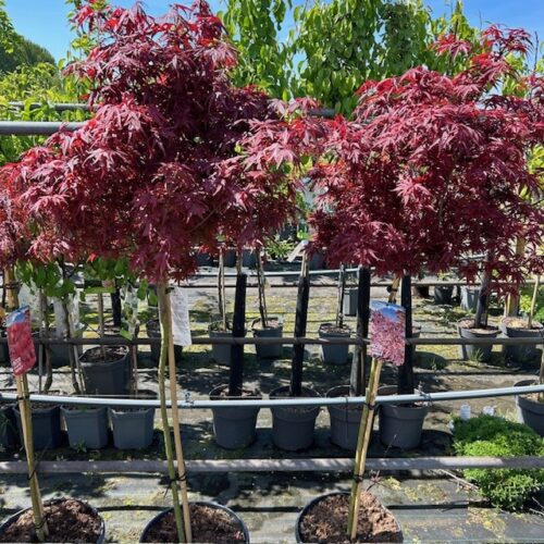 Acer pal. 'Garnet' stamhoogte 90 cm (Japanse Esdoorn)