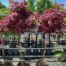 Acer pal. 'Garnet' stamhoogte 90 cm (Japanse Esdoorn)