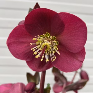 Helleborus Anna's Red