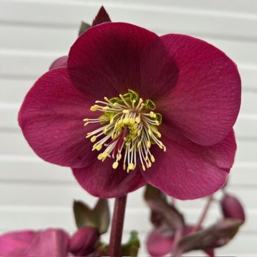 Helleborus Anna's Red