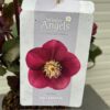 Helleborus Anna's Red
