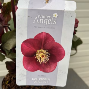 Helleborus Anna's Red