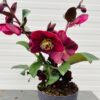 Helleborus Anna's Red