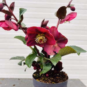 Helleborus Anna's Red