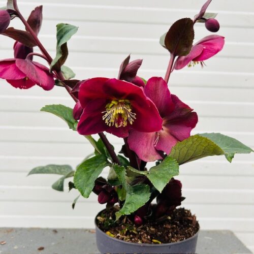 Helleborus Anna's Red