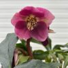 Helleborus orientalis VIV Carlotta