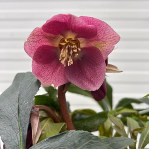 Helleborus orientalis VIV Carlotta