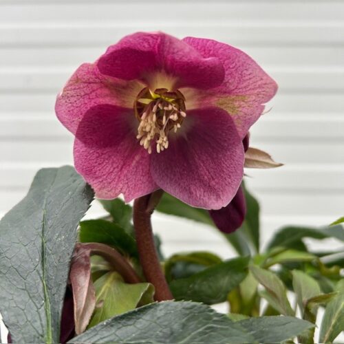 Helleborus orientalis VIV Carlotta