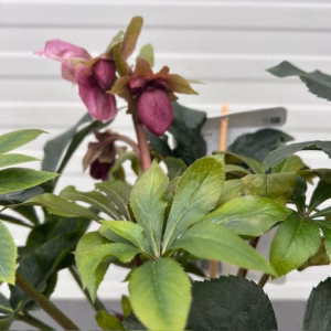 Helleborus orientalis VIV Carlotta