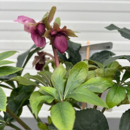 Helleborus orientalis VIV Carlotta