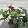 Helleborus orientalis VIV Carlotta