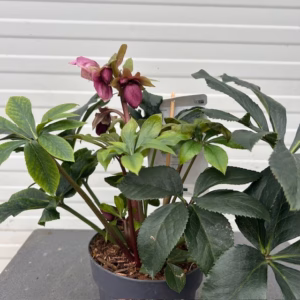 Helleborus orientalis VIV Carlotta