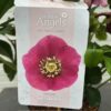 Helleborus orientalis VIV Carlotta