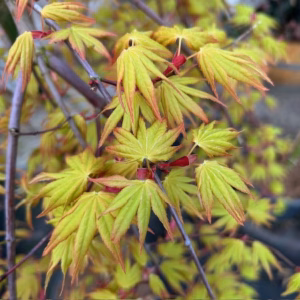 Acer pal. 'Cascade Gold' stamhoogte 90 cm (Japanse Esdoorn)