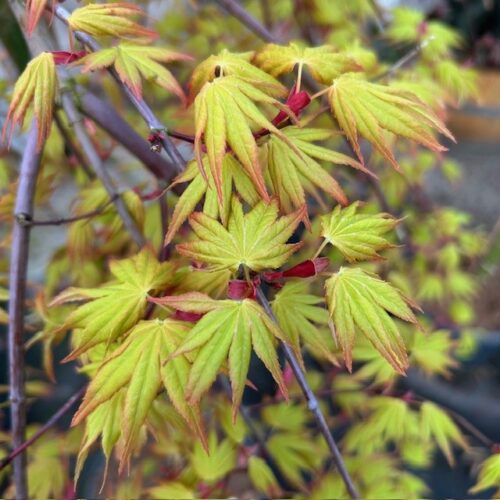 Acer pal. 'Cascade Gold' stamhoogte 90 cm (Japanse Esdoorn)