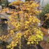 Acer pal. 'Cascade Gold' stamhoogte 90 cm (Japanse Esdoorn)