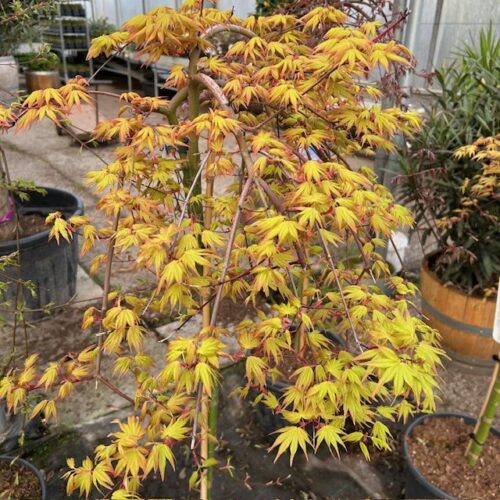 Acer pal. 'Cascade Gold' stamhoogte 90 cm (Japanse Esdoorn)