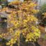 Acer pal. 'Cascade Gold' stamhoogte 90 cm (Japanse Esdoorn)