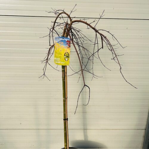 Acer pal. 'Cascade Gold' stamhoogte 90 cm (Japanse Esdoorn)