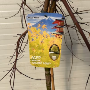 Acer pal. 'Cascade Gold' stamhoogte 90 cm (Japanse Esdoorn)