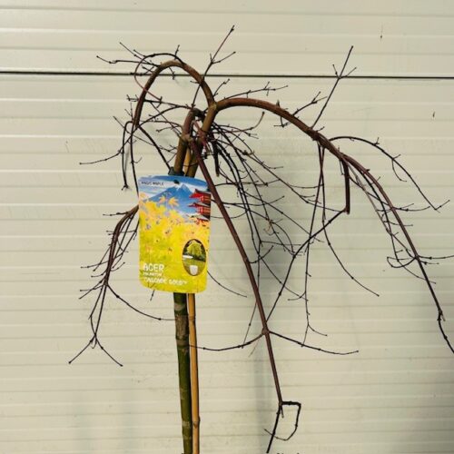 Acer pal. 'Cascade Gold' stamhoogte 90 cm (Japanse Esdoorn)