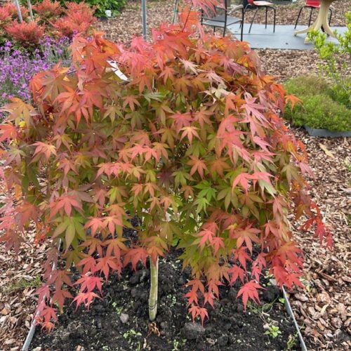 Acer pal. 'Cascade Ruby'