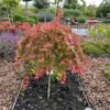 Acer pal. 'Cascade Ruby'