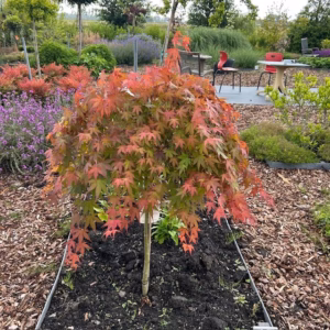 Acer pal. 'Cascade Ruby'