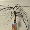 Acer pal. 'Cascade Ruby' stamhoogte 90 cm (Japanse Esdoorn)