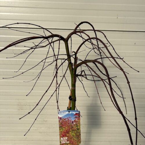 Acer pal. 'Cascade Ruby' stamhoogte 90 cm (Japanse Esdoorn)