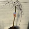 Acer pal. 'Cascade Ruby' stamhoogte 90 cm (Japanse Esdoorn)