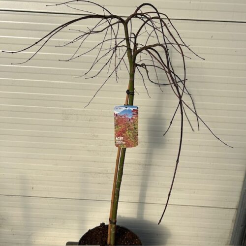 Acer pal. 'Cascade Ruby' stamhoogte 90 cm (Japanse Esdoorn)