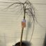 Acer pal. 'Cascade Ruby' stamhoogte 90 cm (Japanse Esdoorn)