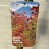 Acer pal. 'Cascade Ruby' stamhoogte 90 cm (Japanse Esdoorn)
