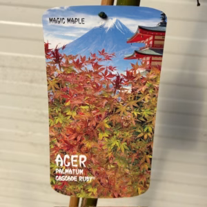 Acer pal. 'Cascade Ruby' stamhoogte 90 cm (Japanse Esdoorn)