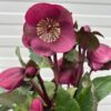 Helleborus Charmer