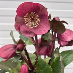 Helleborus Charmer