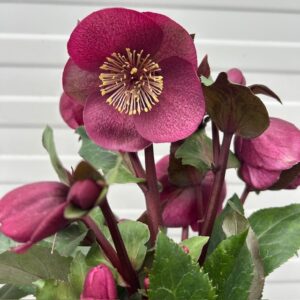 Helleborus Charmer