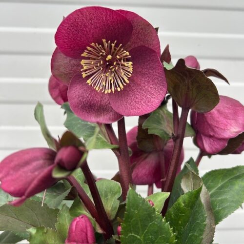 Helleborus Charmer