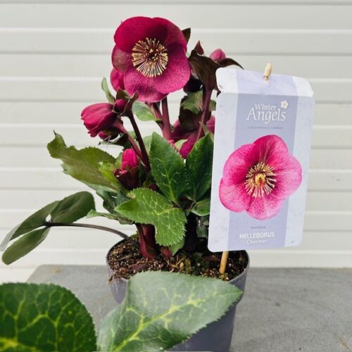 Helleborus Charmer