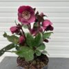 Helleborus Charmer