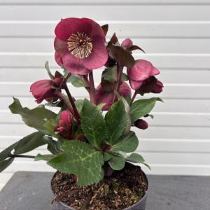 Helleborus Charmer
