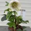 Helleborus orientalis Claudia