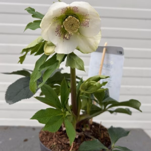 Helleborus orientalis Claudia