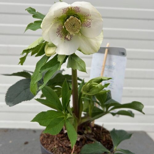 Helleborus orientalis Claudia