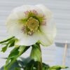 Helleborus orientalis Claudia