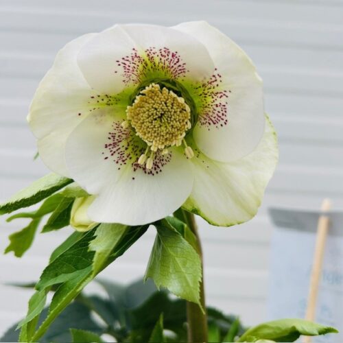 Helleborus orientalis Claudia
