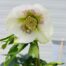 Helleborus orientalis Claudia