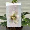 Helleborus orientalis Claudia