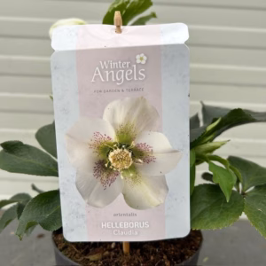 Helleborus orientalis Claudia